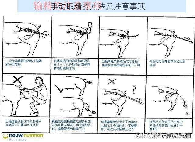手动取精的方法及注意事项