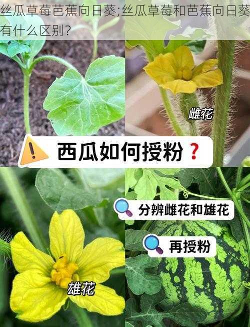 丝瓜草莓芭蕉向日葵;丝瓜草莓和芭蕉向日葵有什么区别？