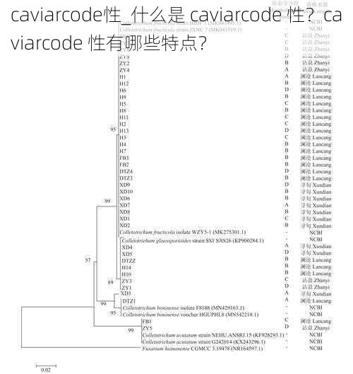 caviarcode性_什么是 caviarcode 性？caviarcode 性有哪些特点？