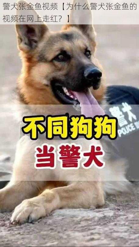 警犬张金鱼视频【为什么警犬张金鱼的视频在网上走红？】