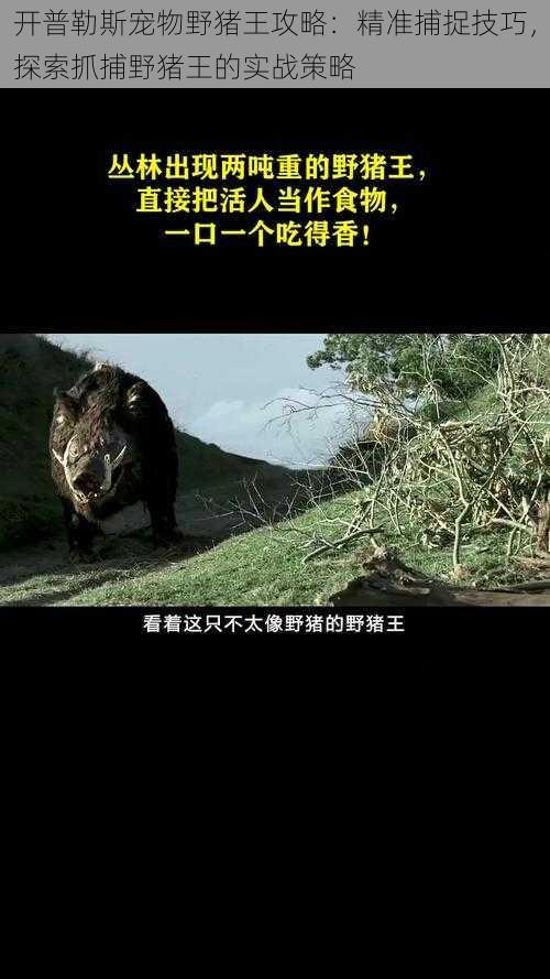 开普勒斯宠物野猪王攻略：精准捕捉技巧，探索抓捕野猪王的实战策略